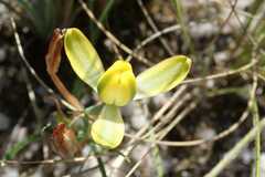Albuca rupestris