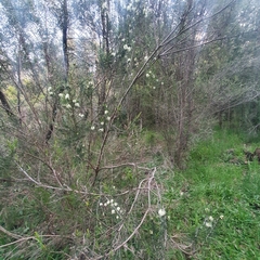 Melaleuca ericifolia