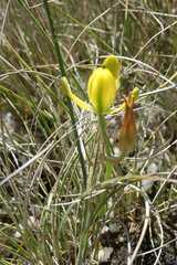 Albuca rupestris