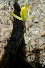 Albuca rupestris