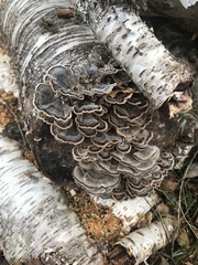 Trametes versicolor
