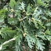 Quercus alba - Photo (c) sophia_herrmeyer,  זכויות יוצרים חלקיות (CC BY), הועלה על ידי sophia_herrmeyer