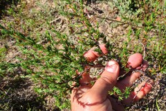Cliffortia