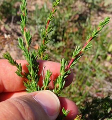Cliffortia