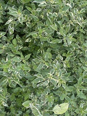 Asystasia gangetica