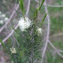 Melaleuca ericifolia