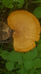 Favolus grammocephalus