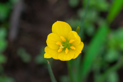 Zephyranthes citrina