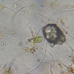 Euglena pisciformis
