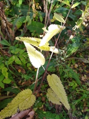 Urtica galeopsifolia