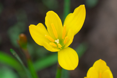 Zephyranthes citrina