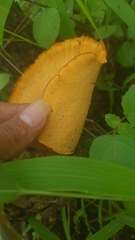 Favolus grammocephalus