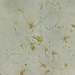 Euglena pisciformis