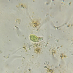 Euglena pisciformis