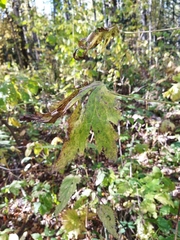 Aconitum septentrionale