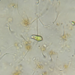 Euglena pisciformis