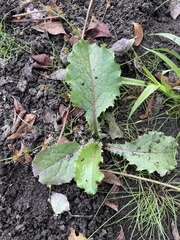 Lactuca virosa