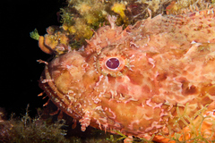 Scorpaena scrofa