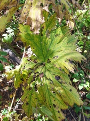 Aconitum septentrionale