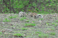 Funambulus pennantii