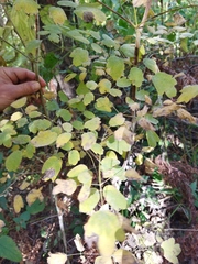 Thalictrum minus
