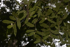 Atractocarpus chartaceus