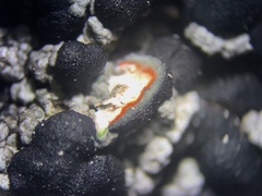 Mycoblastus sanguinarioides