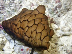 Coriocella nigra
