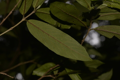 Atractocarpus chartaceus