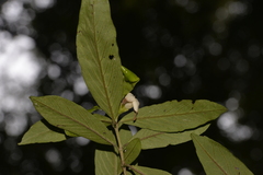 Atractocarpus chartaceus