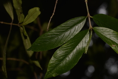 Atractocarpus chartaceus