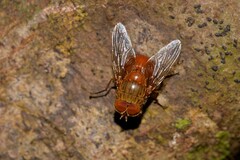 Calliphora ochracea