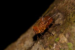 Calliphora ochracea
