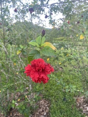 Hibiscus rosa-sinensis