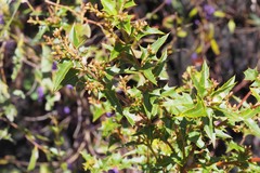 Podolobium ilicifolium