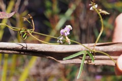 Glycine clandestina