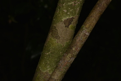 Atractocarpus chartaceus