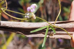 Glycine clandestina