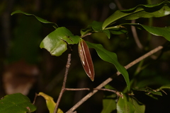 Meiogyne stenopetala