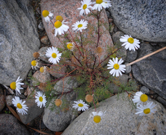 Tripleurospermum maritimum