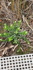 Pimelea nivea