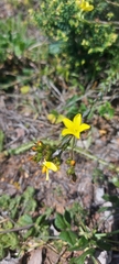 Linum africanum