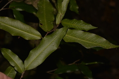 Meiogyne stenopetala