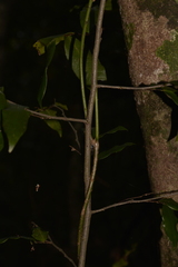 Meiogyne stenopetala