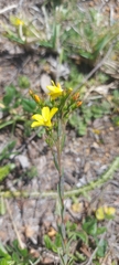 Linum africanum