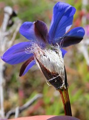 Aristea africana