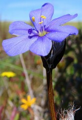 Aristea africana