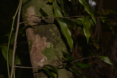 Meiogyne stenopetala