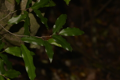 Meiogyne stenopetala