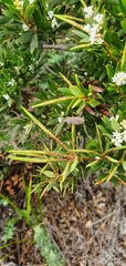 Leucopogon parviflorus